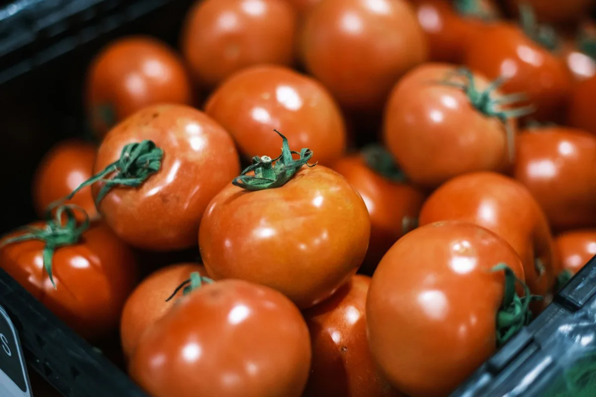 A crate of ripe tomatoes