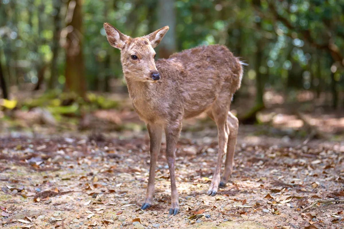 A deer in woodland