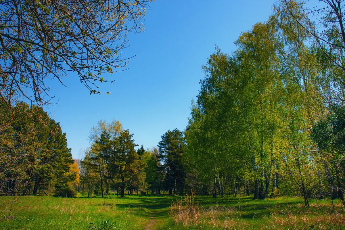 A forest clearing