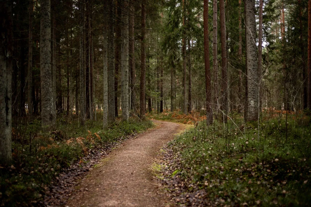 A trail through trees