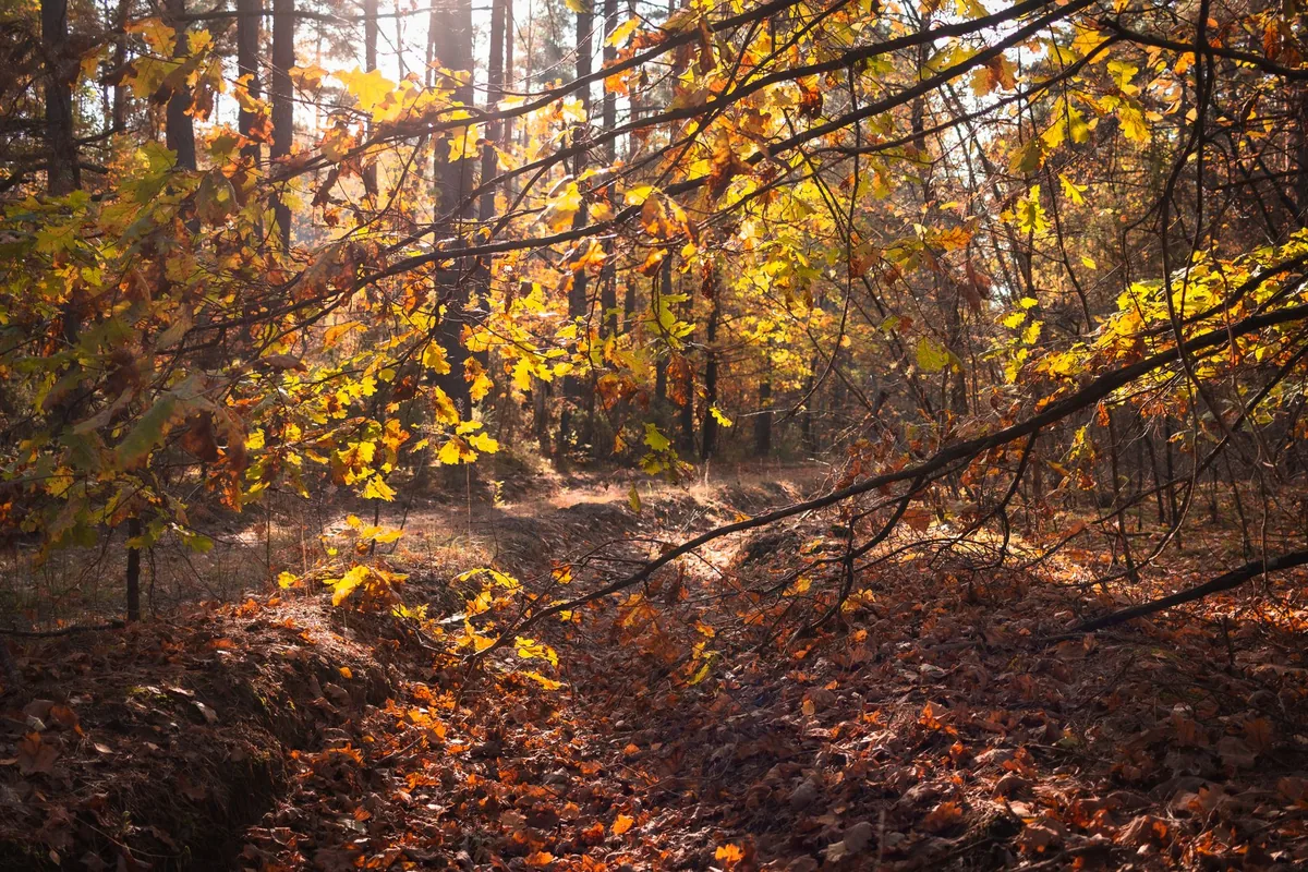 Autumn woodland at first light