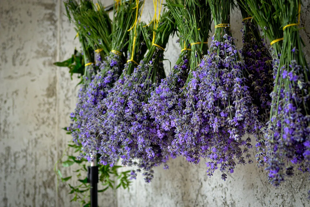 Bunches of herbs hung up to dry