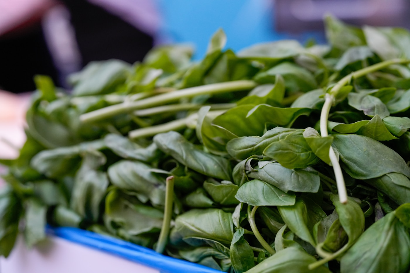 Fresh bunch of green basil leaves