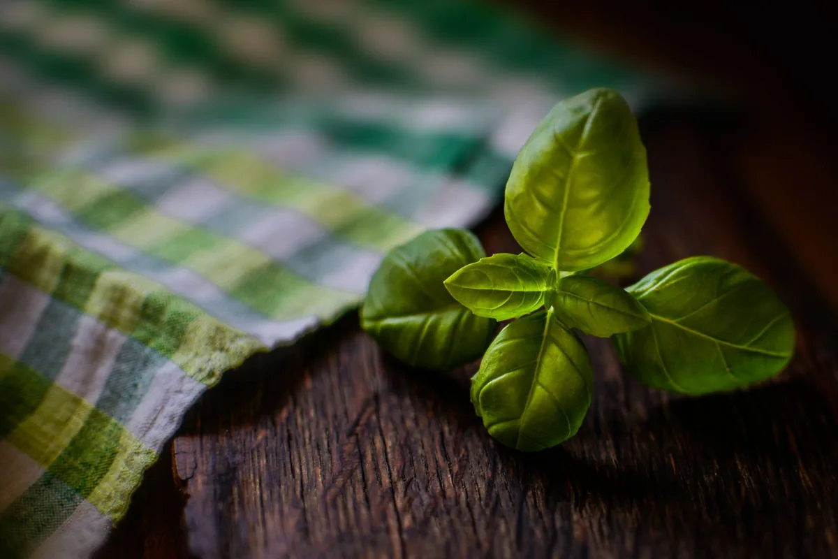 Herbs drying on a cloth