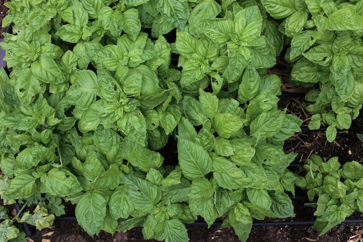 Fresh basil leaves