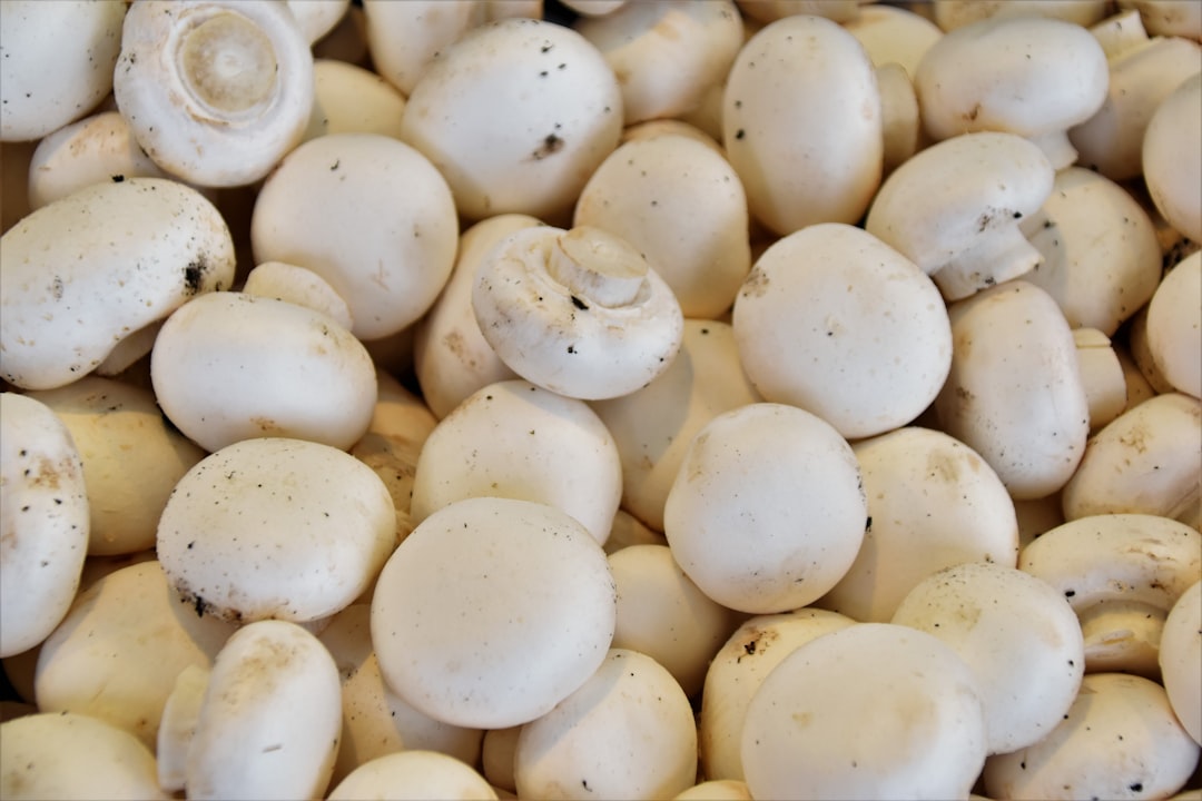 Close-up of fresh white mushrooms
