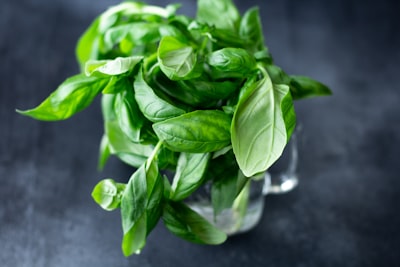Fresh basil leaves in a glass