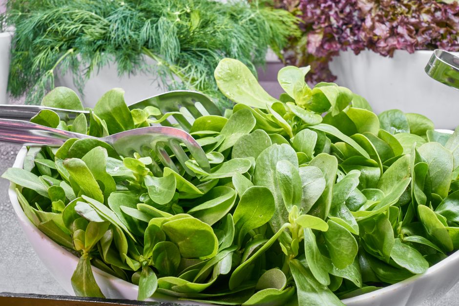 Fresh leafy greens in a white salad bowl