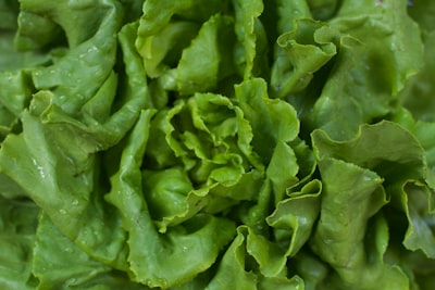 Fresh lettuce leaves used as a hoagie topping