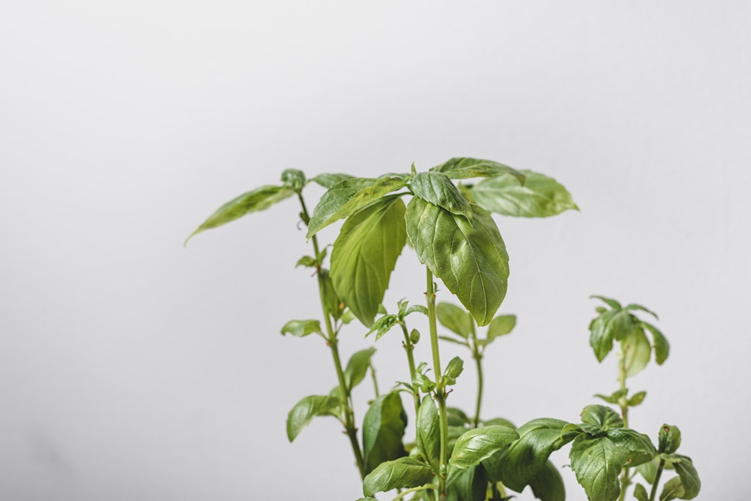 Fresh basil plant on a white background