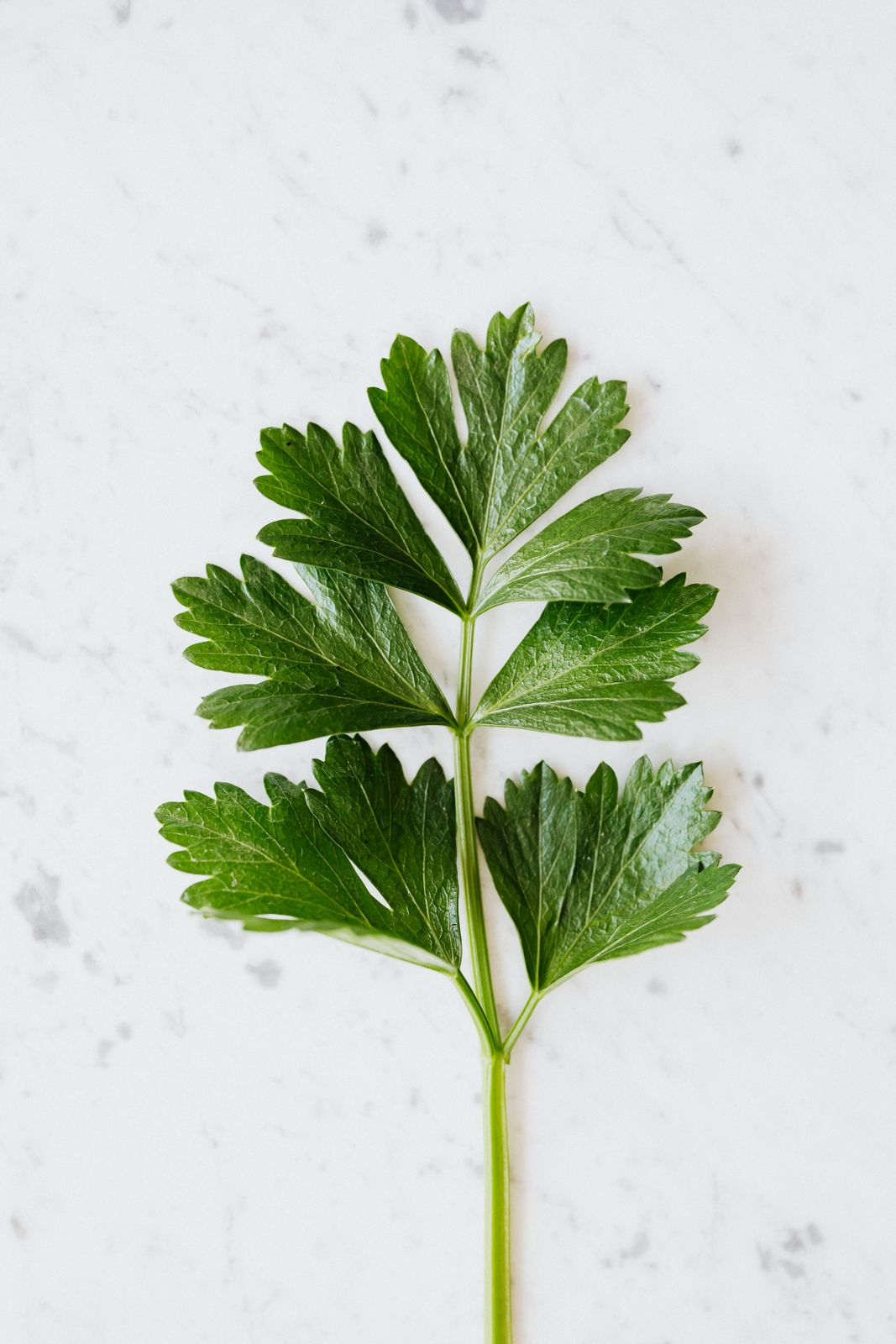 Fresh sprig of parsley