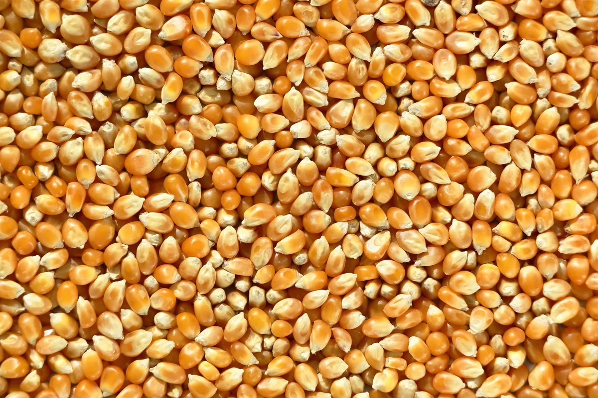 Popcorn kernels in a scoop