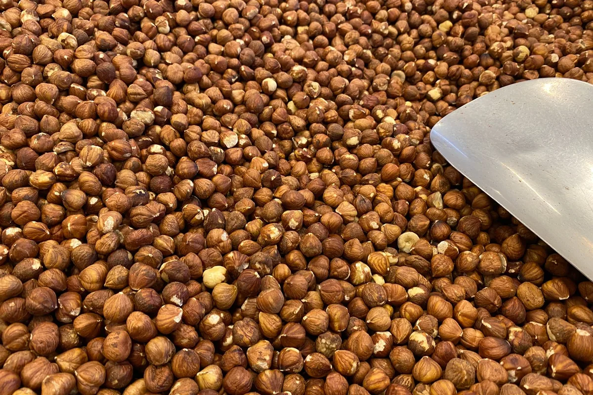 Raw hazelnuts with a metal scoop
