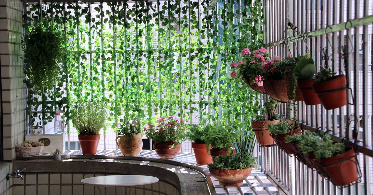 A sunny balcony lined with potted plants and climbing greenery