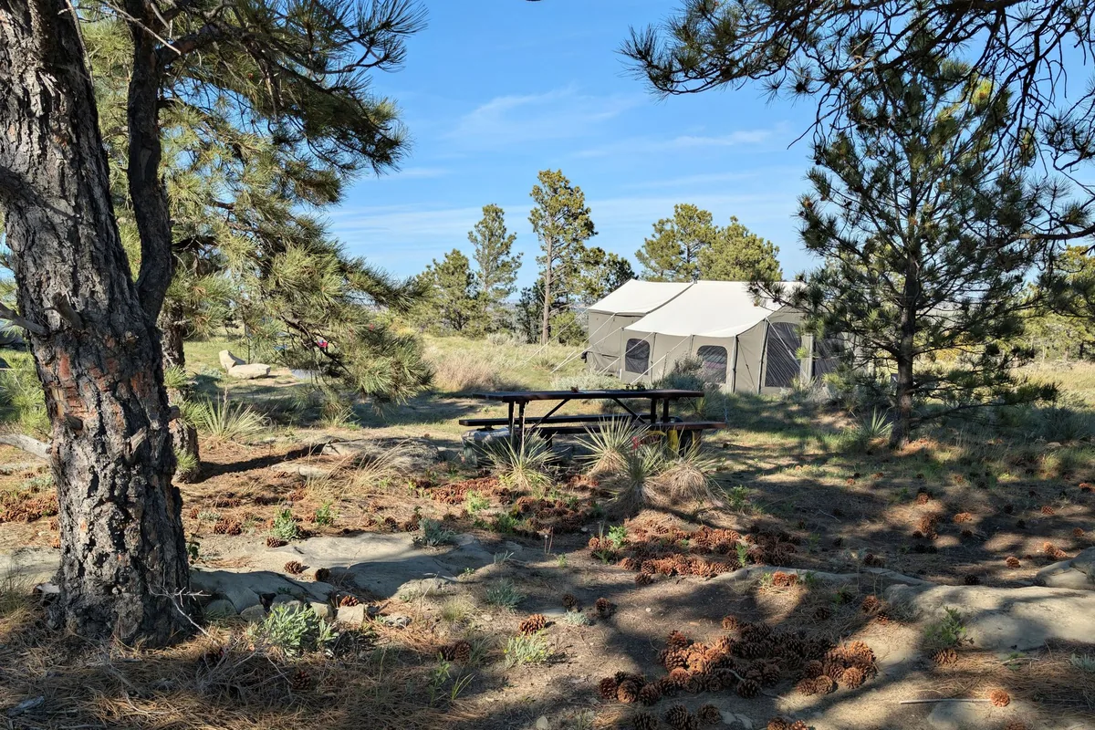 A sunny campsite with a cabin among pine trees