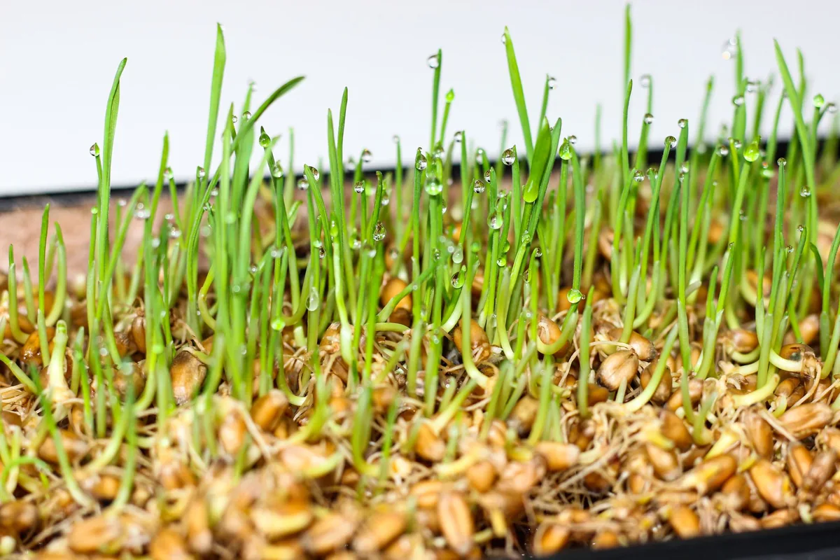 A tray of dense green wheatgrass growing on a light kitchen worktop