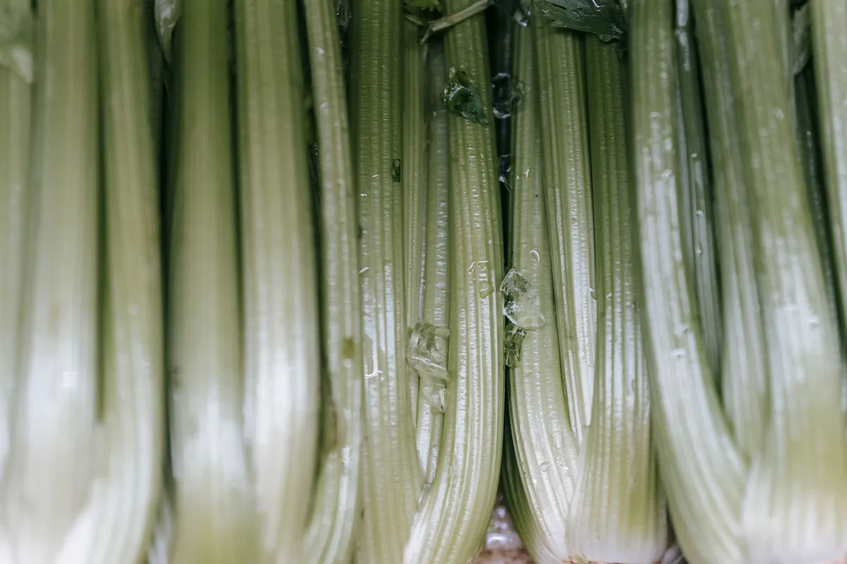 Rows of fresh celery stalks packed closely together
