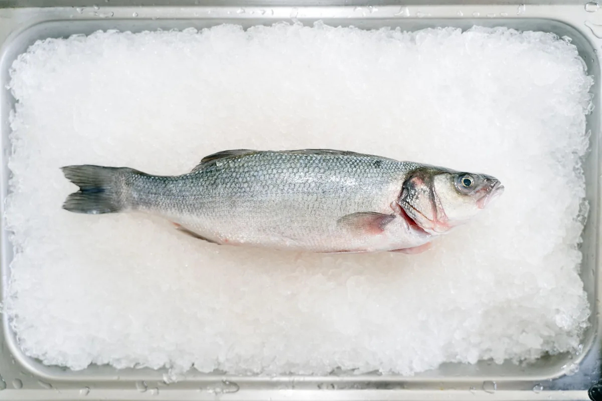 Several whole silver fish resting on a bed of crushed ice